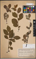 Foto von Salix caprea L.